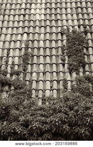 Summer day. Poland the town of Malbrock a Teutonic castle of red brick built from 1309 to 1456. In the frame is a roof made of red tiles with green plants. Vertical shot. Black and white image