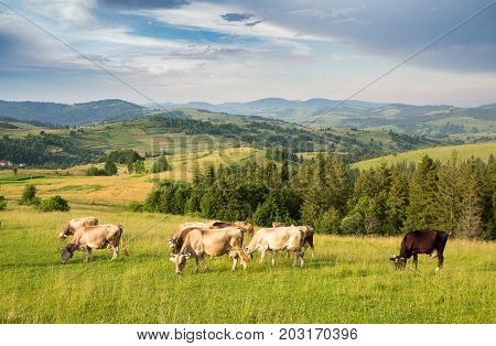 A herd of cows grazing in a meadow in a mountainous area