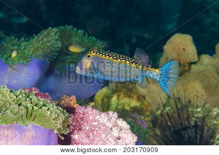 Spotted Boxfish (ostracion Meleagrisand )