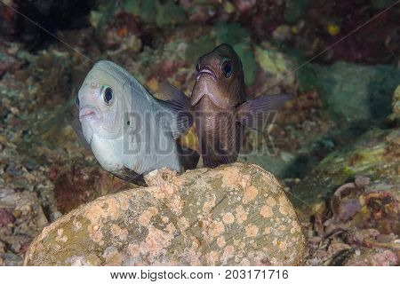 Black Damsel (neoglyphidodon Melas)  Mating