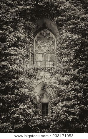 Summer day. Poland the town of Malbrock a Teutonic castle of red brick built from 1309 to 1456. In the frame is a wall made of red brick an old window all covered with green plants. Vertical shot. Black and white image