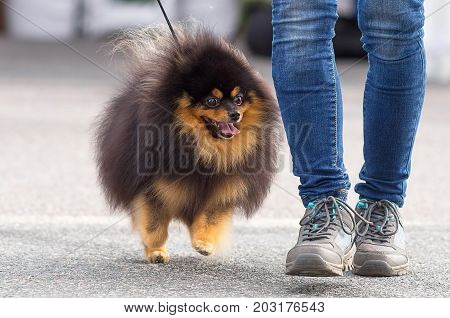 Spitz ismall dog runs and looks at the owner's shoes. Space under the text. 2018 year of the dog in the eastern calendar Concept: parodist dogs, dog friend of man, true friends, rescuers.