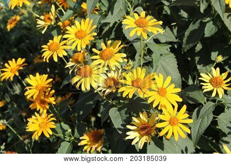Yellow flowers of large-flowered tickseed or Coreopsis grandiflora in garden