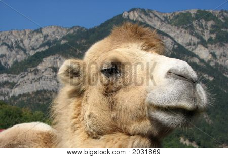 Fier Camel