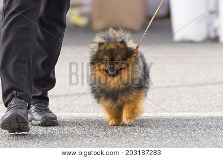 Spitz ismall shaggy dog with large bulging eyes and an open mouth runs to the camera. Space under the text. 2018 year of the dog in the eastern calendar Concept: parodist dogs, dog friend of man, true friends, rescuers.