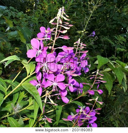 bright purple flowers fireweed South Ural lake Uvildy