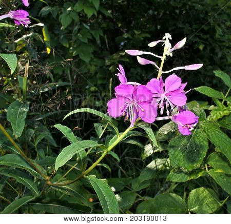 bright purple flowers fireweed South Ural lake Uvildy