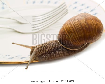 Schnecke und Platte näher