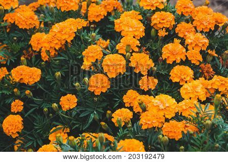 Yellow Flower Of Marigold Or Tagetes