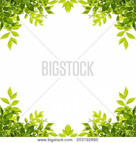 Green leaf border isolated on white background. Clipping paths included.