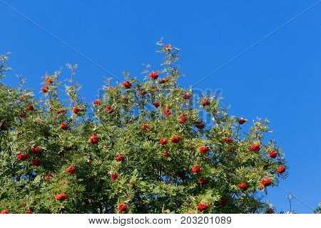red ashberry on a tree against a blue sky.