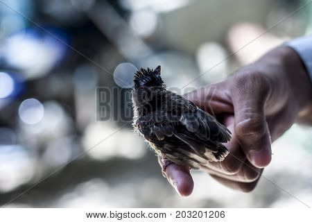 Baby of Red Vented Bulbul sitting on human hand finding his\her Mother.