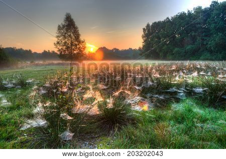 Spider webs between grass on a misty morning in the Netherlands. HDR shot