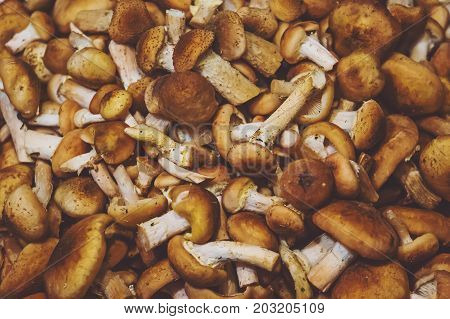 Cleaned Mushrooms Honey Agarics Armillaria Mellea Background