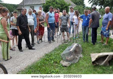 Shmankivchyky - Ukraine - 29 June 2016. The villagers caught an unknown animal which is popularly called Chupacabra. This beast killed many people in rabbits and poultry