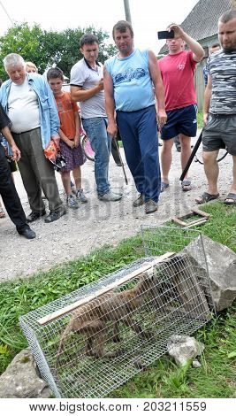 Shmankivchyky - Ukraine - 29 June 2016. The villagers caught an unknown animal which is popularly called Chupacabra. This beast killed many people in rabbits and poultry.