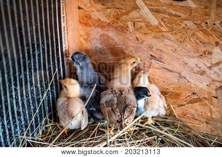 Close up several fluffy chicks in cage