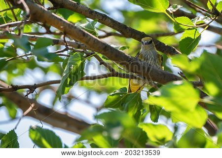 Young Eurasian Golden Oriole or Oriolus oriolus perches on branch at tree crown