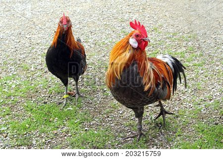 beautiful Sicilian rooster and hen walking around