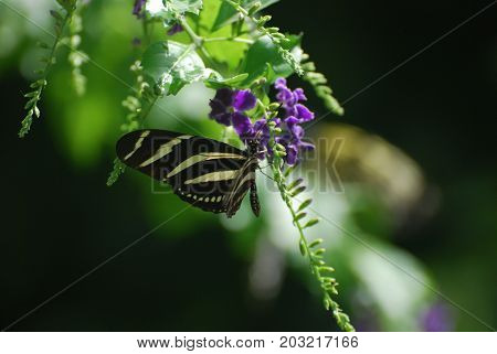 Marvelous Look at a Zebra Butterfly on a Flower