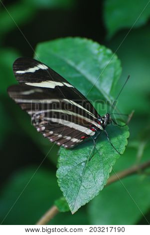 Scenic Image of a Zebra Butterfly on a Leaf