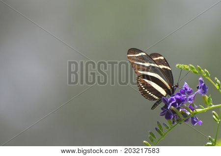 Amazing Scenic Close Up of a Zebra Butterfly