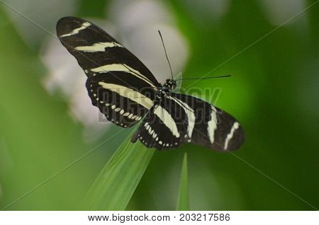 Lovely Wingspan on this Zebra Butterfly on a Leaf