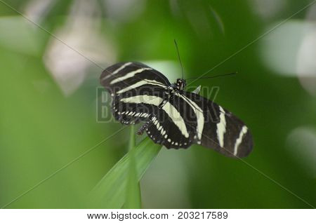 Lovely Black and White Zebra Butterfly on a Leaf