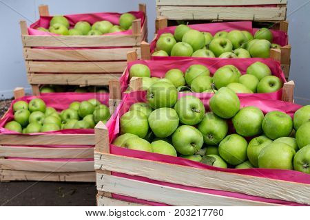 green apples in a wooden box Outdoors