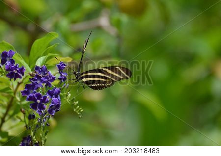Stunning Image of a Zebra Butterfly in the Spring