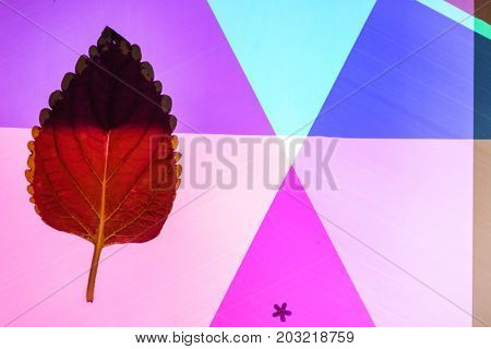 froral composition