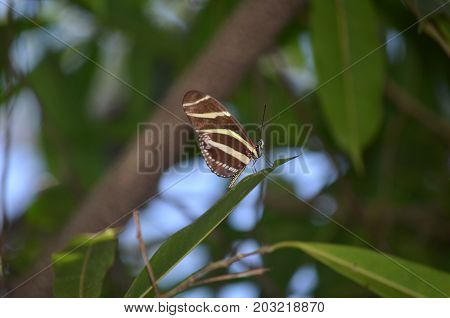 Precious Zebra Butterfly with Beautiful Red Markings