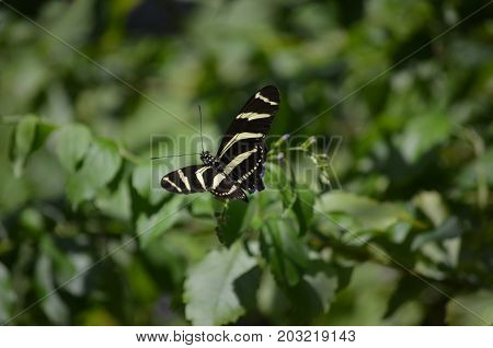 Precious Black and White Zebra Butterfly on a Flower