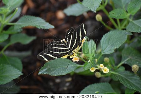Pretty Image of a Zebra Butterfly on Some Flowers