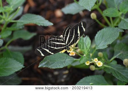 Pretty Close Up of a Zebra Butterfly on Some Flowers