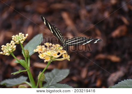 Pretty Black and White Zebra Butterfly in the Spring