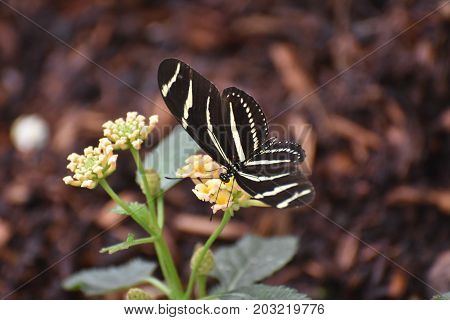 Beautiful Zebra Butterfly on a Bunch of Daisies