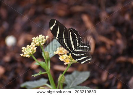 Beautiful Image of a Zebra Butterfly on Some Flowers