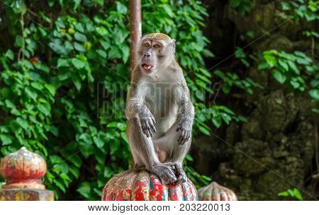 KUALA LUMPUR MALAYSIA - 11/8/2014: A Macaque monkey sticks his tongue out at the Batu Caves.