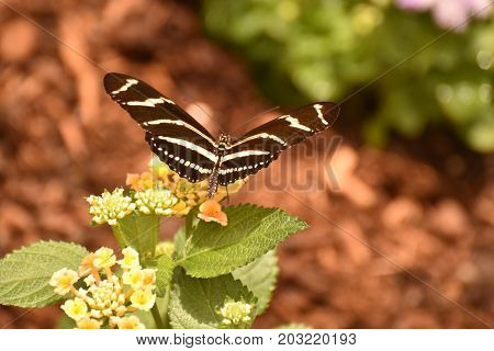 Beautiful Image of a Zebra Butterfly in the Sun