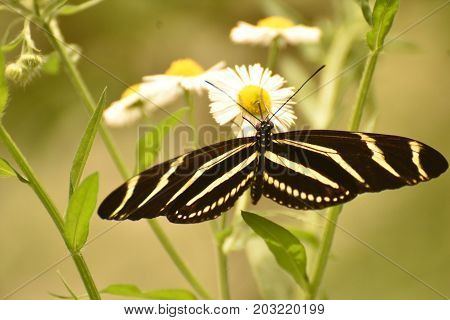 Beautiful Black and White Zebra Butterfly on a Daisy Plant