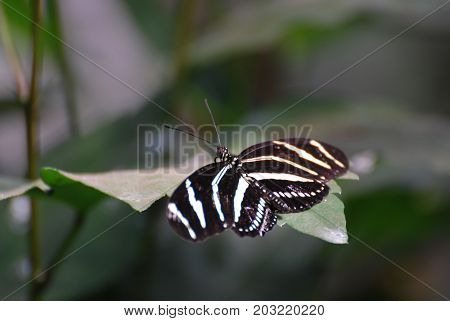 Gorgeous Close Up of a Zebra Butterfly on a Leaf