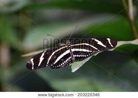 Gorgeous Image of a Zebra Butterfly Wingspan