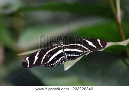 Gorgeous Spread Out Wings of a Zebra Butterfly