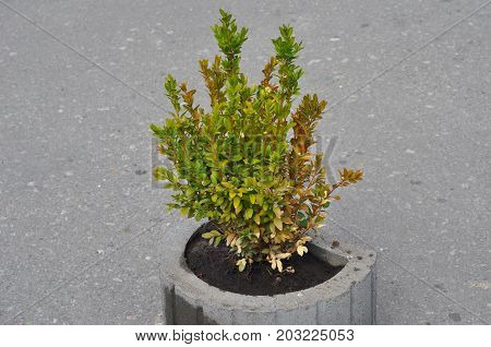 Diseased buxus. The twigs and leaves of Boxwood turn yellow and red because of the sucking damage. Boxwood illness