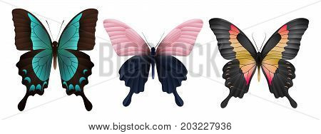 Set of colorful realistic butterflies. Vector 3D illustration