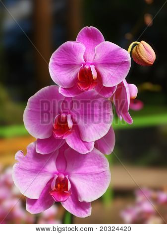 Fiori tropicali