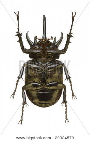 Suuri Rhinoceros Beetle (Eupatorus gracillicornis) päässä Dynastidae perhe-materiaaleissa tai näkymä alhaalta