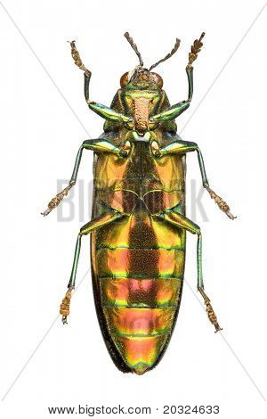 Unteransicht eines metallischen Holzes langweilig Käfer (Chrysochroa Saundersi) aus der Familie Ori Prachtkäfer