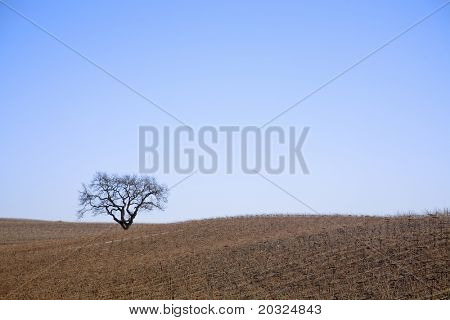 Dormant tree in the middle of a vast orchard of dormant grapevines